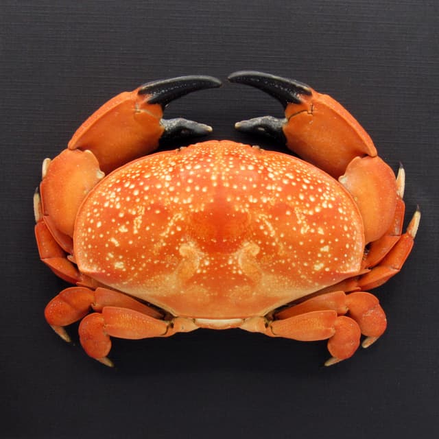 Real Bashful Crab framed taxidermy - Atergatis integerrimus