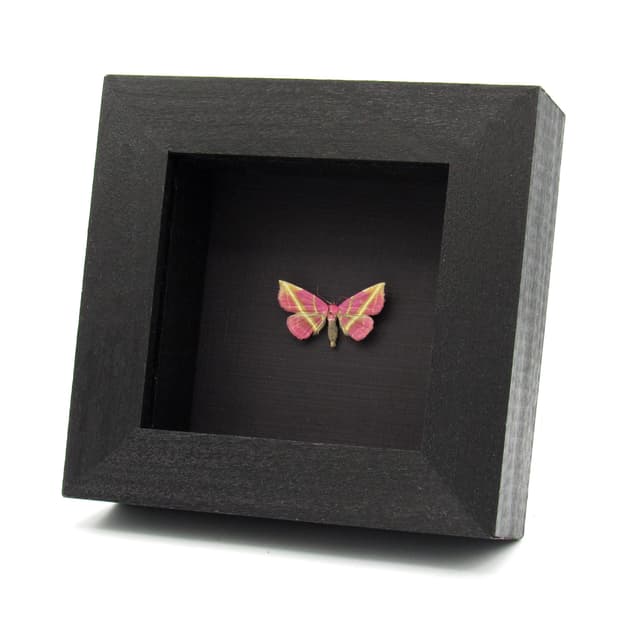 Rare pink Erebid moth framed specimen - Naganoella triandra