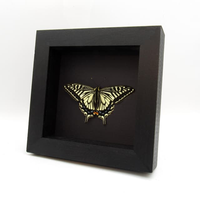 Real Swallowtail butterfly framed taxidermy - Papilio xuthus - Victorian mount