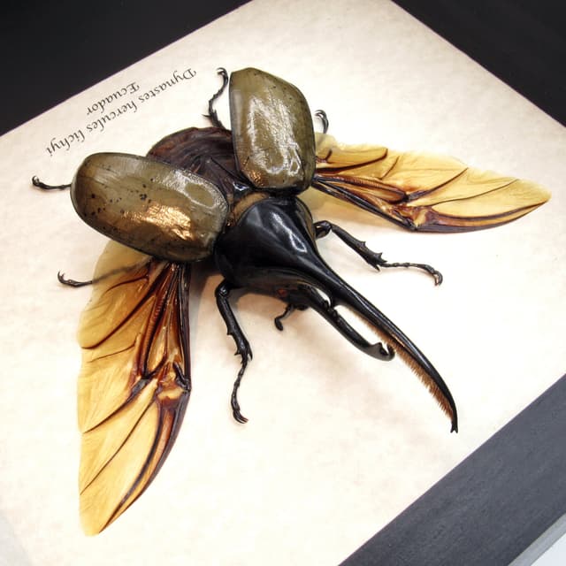 Real XL Hercules Rhinoceros beetle framed - Dynastes hercules lichyi