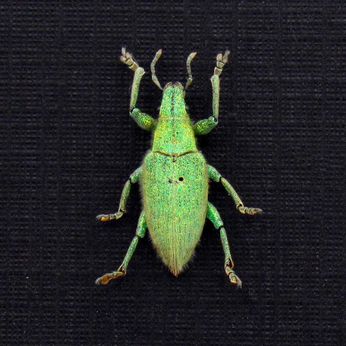 Real tiny glitter Gold Dust Weevil framed taxidermy - Hypomeces squamosus