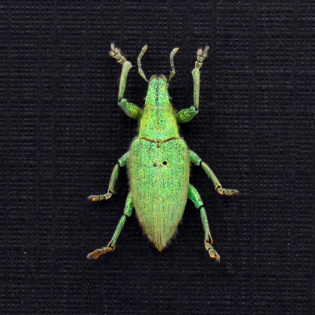 Real tiny glitter Gold Dust Weevil framed taxidermy - Hypomeces squamosus