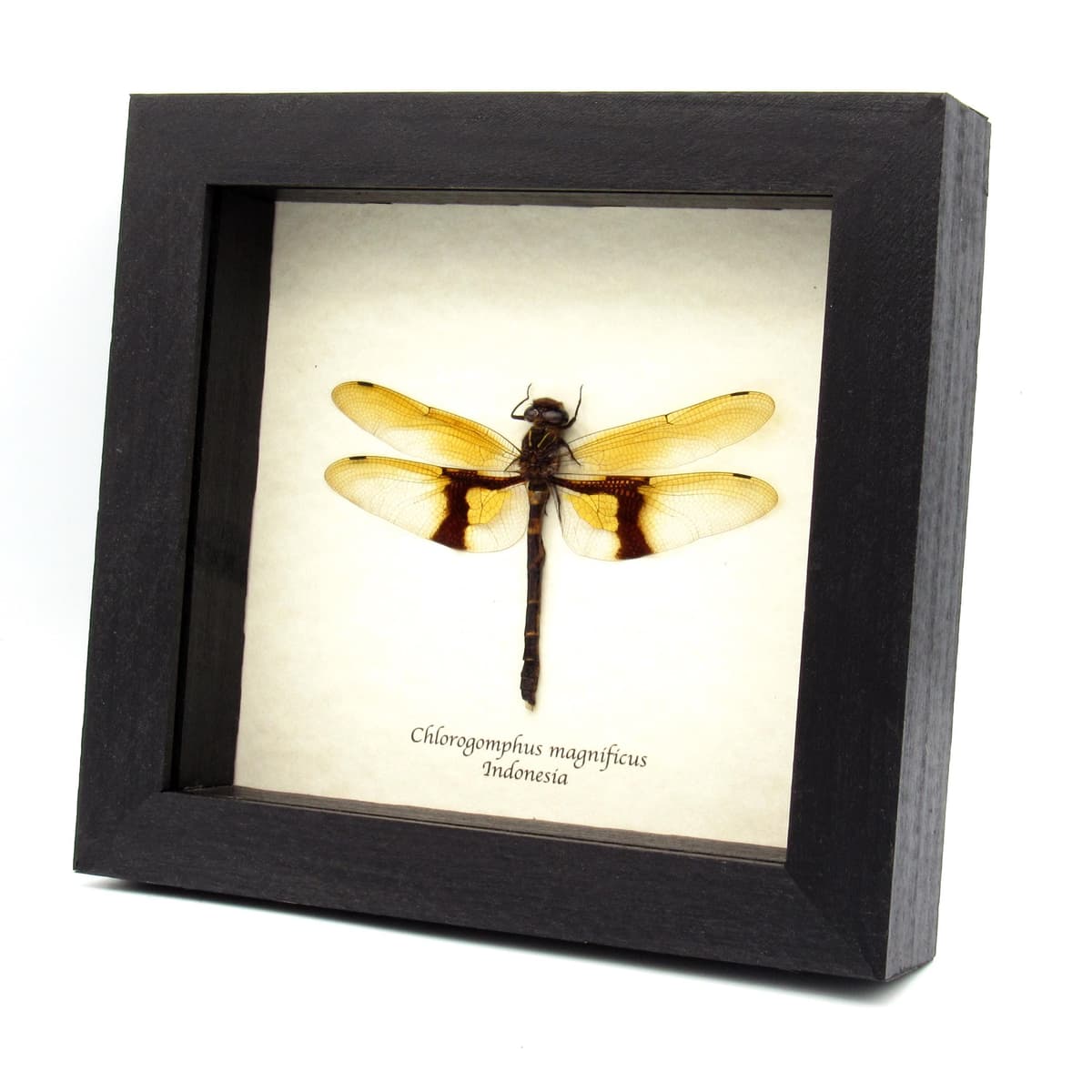 Rare Giant Golden Dragonfly framed taxidermy - Chlorogomphus magnificus - 4 inch wingspan