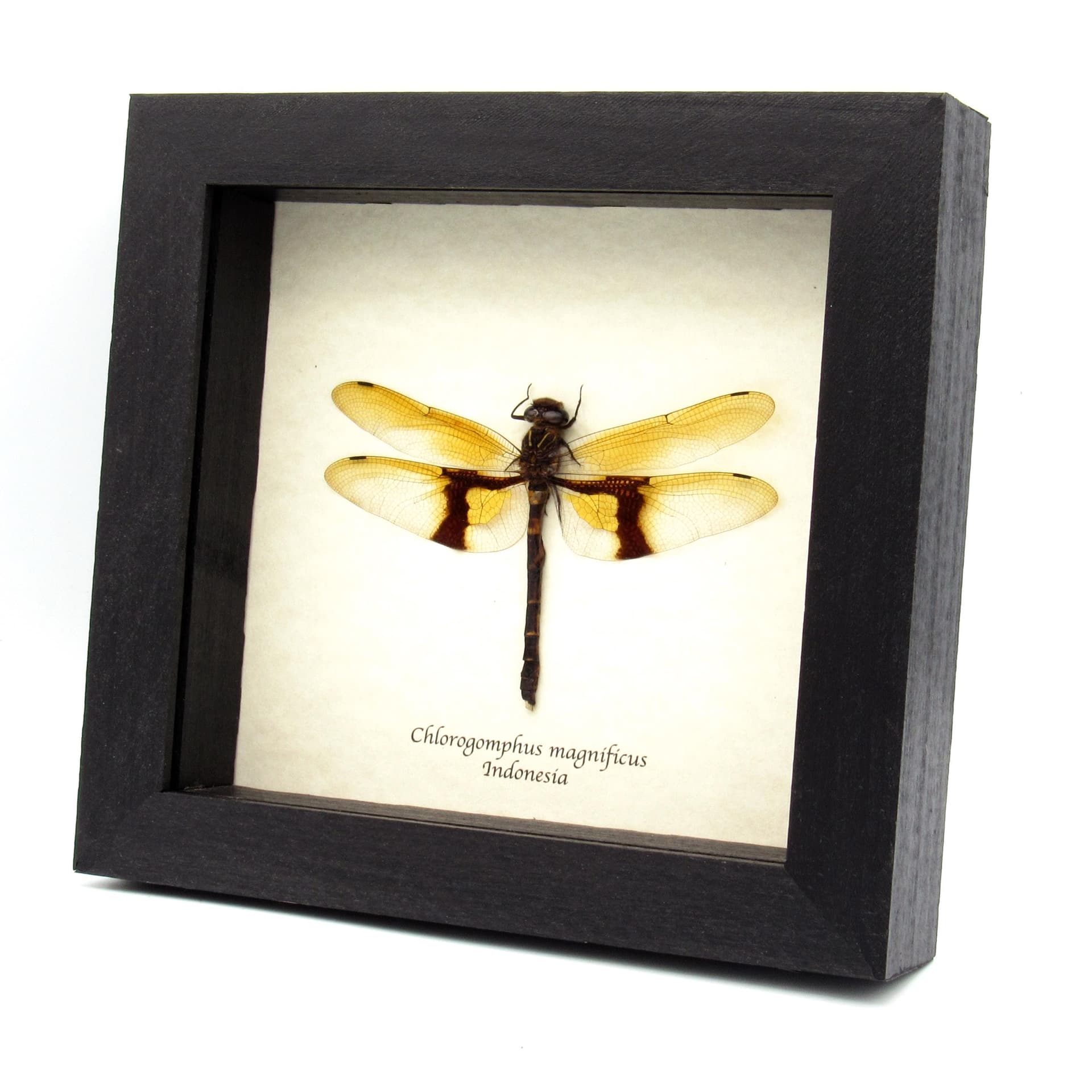 Rare Giant Golden Dragonfly framed taxidermy - Chlorogomphus magnificus - 4 inch wingspan