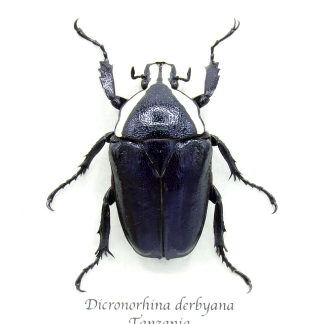 Real Scarab beetle framed taxidermy - Dicronorhina derbyana - female - deep blue form