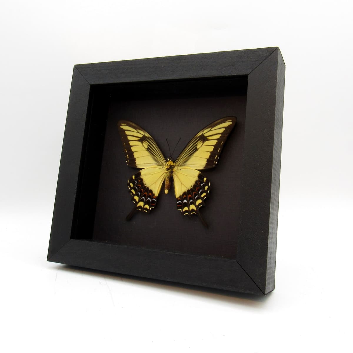 Real yellow Broad-banded Swallowtail butterfly framed taxidermy - Heraclides astyalus