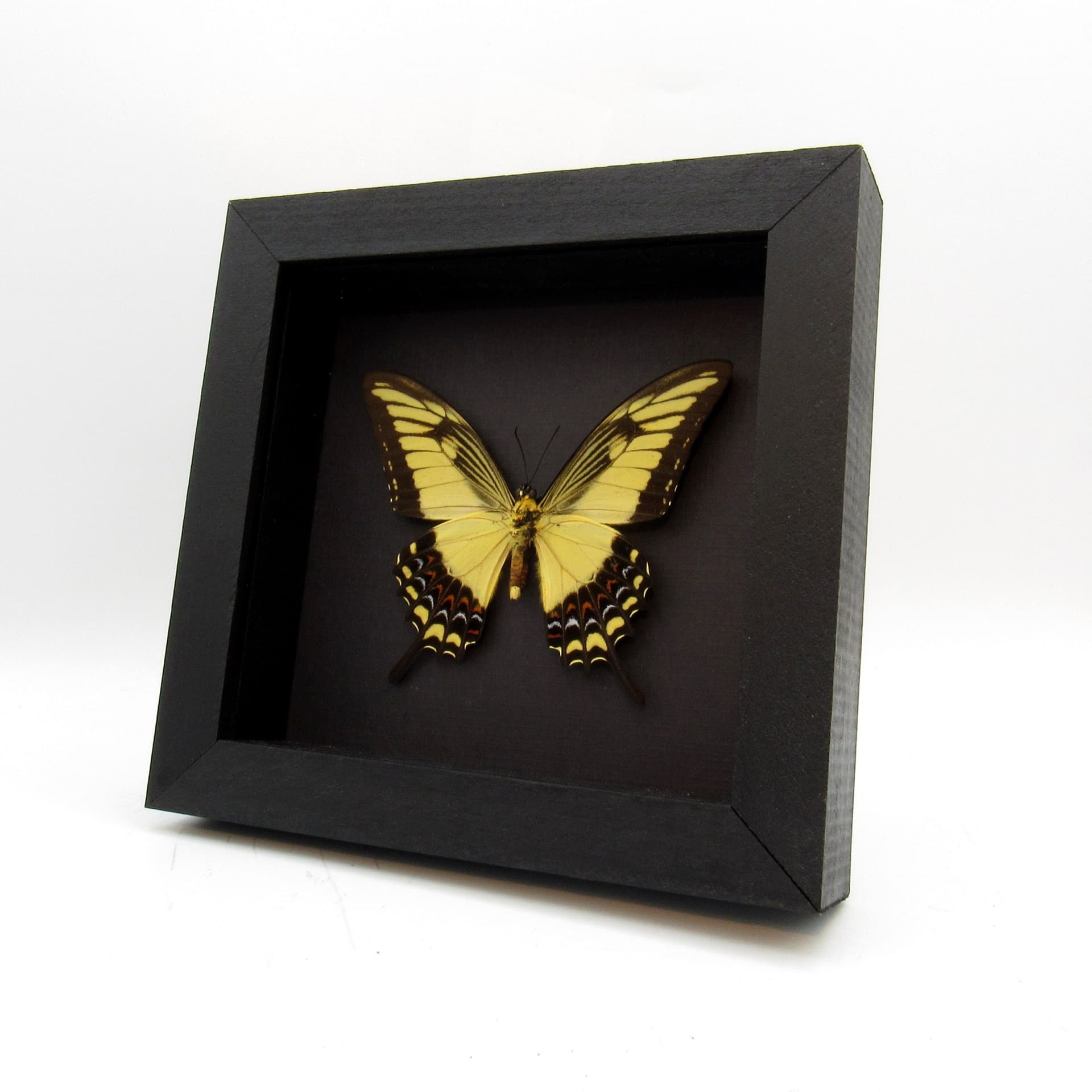 Real yellow Broad-banded Swallowtail butterfly framed taxidermy - Heraclides astyalus