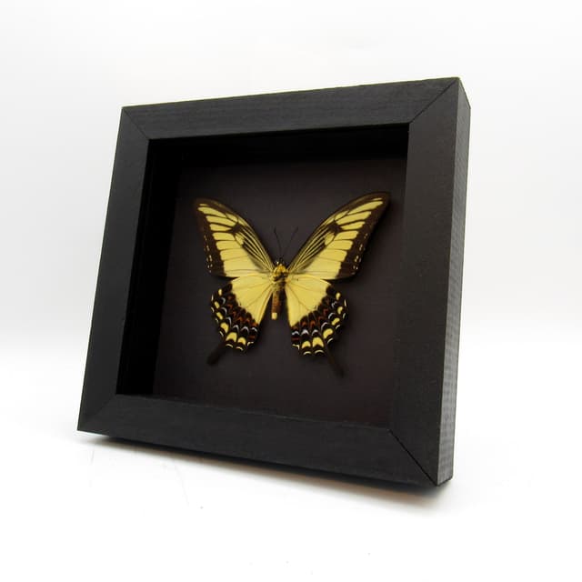 Real yellow Broad-banded Swallowtail butterfly framed taxidermy - Heraclides astyalus