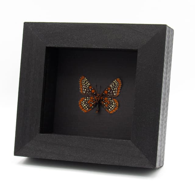 Real Baltimore Checkerspot butterfly framed taxidermy - Euphydryas phaeton