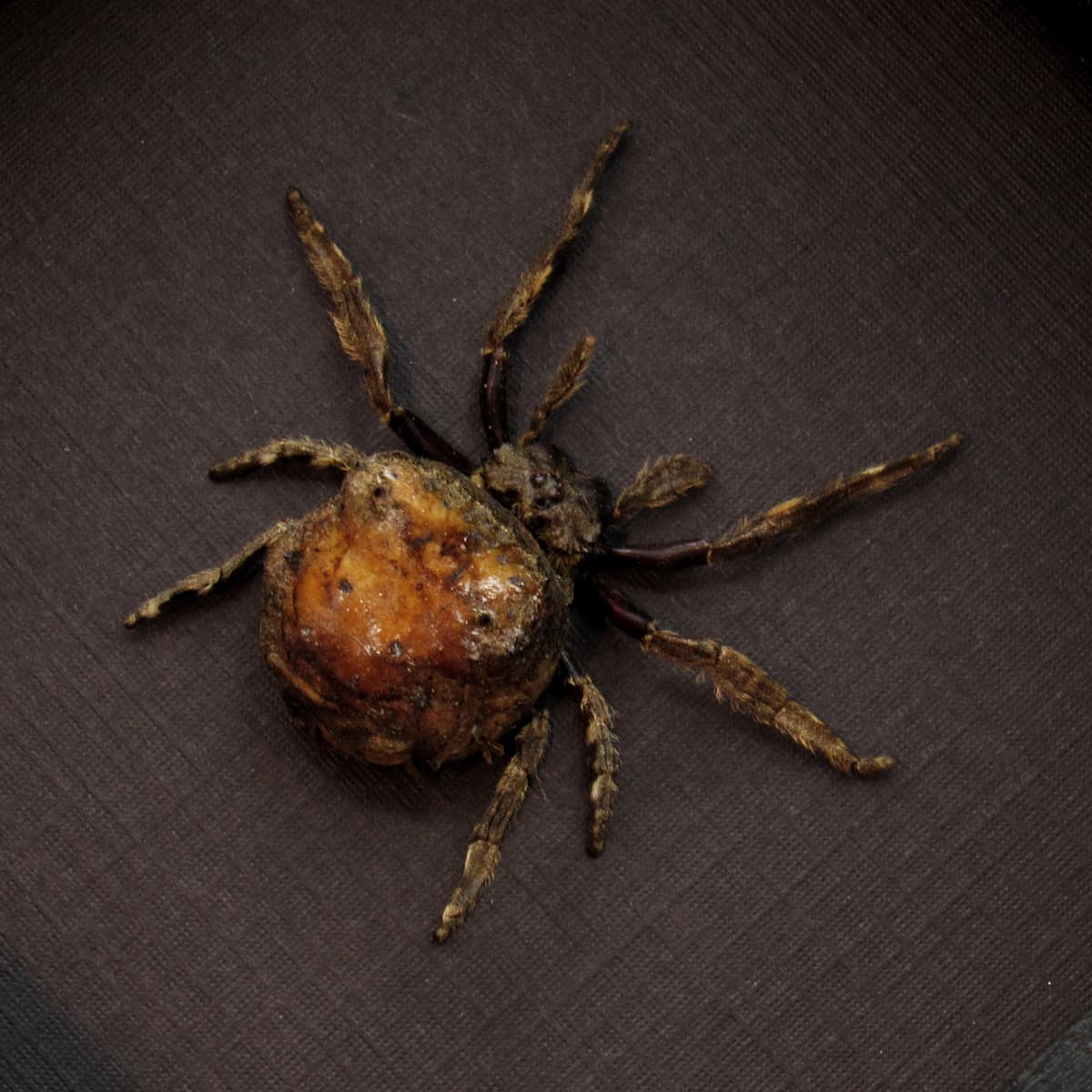 Real Orb Weaver spider framed taxidermy - Poltys illepidus