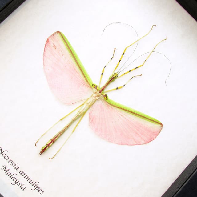 Real XL pink stick bug framed taxidermy - Necrosia annulipes - female