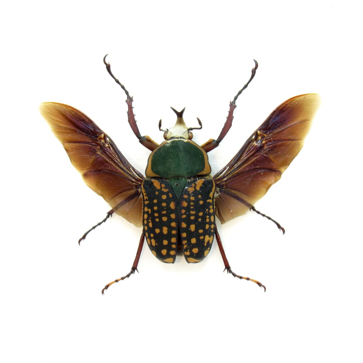Real framed taxidermy flower beetle taxidermy - Megalorrhina harrisi peregrina - short horn