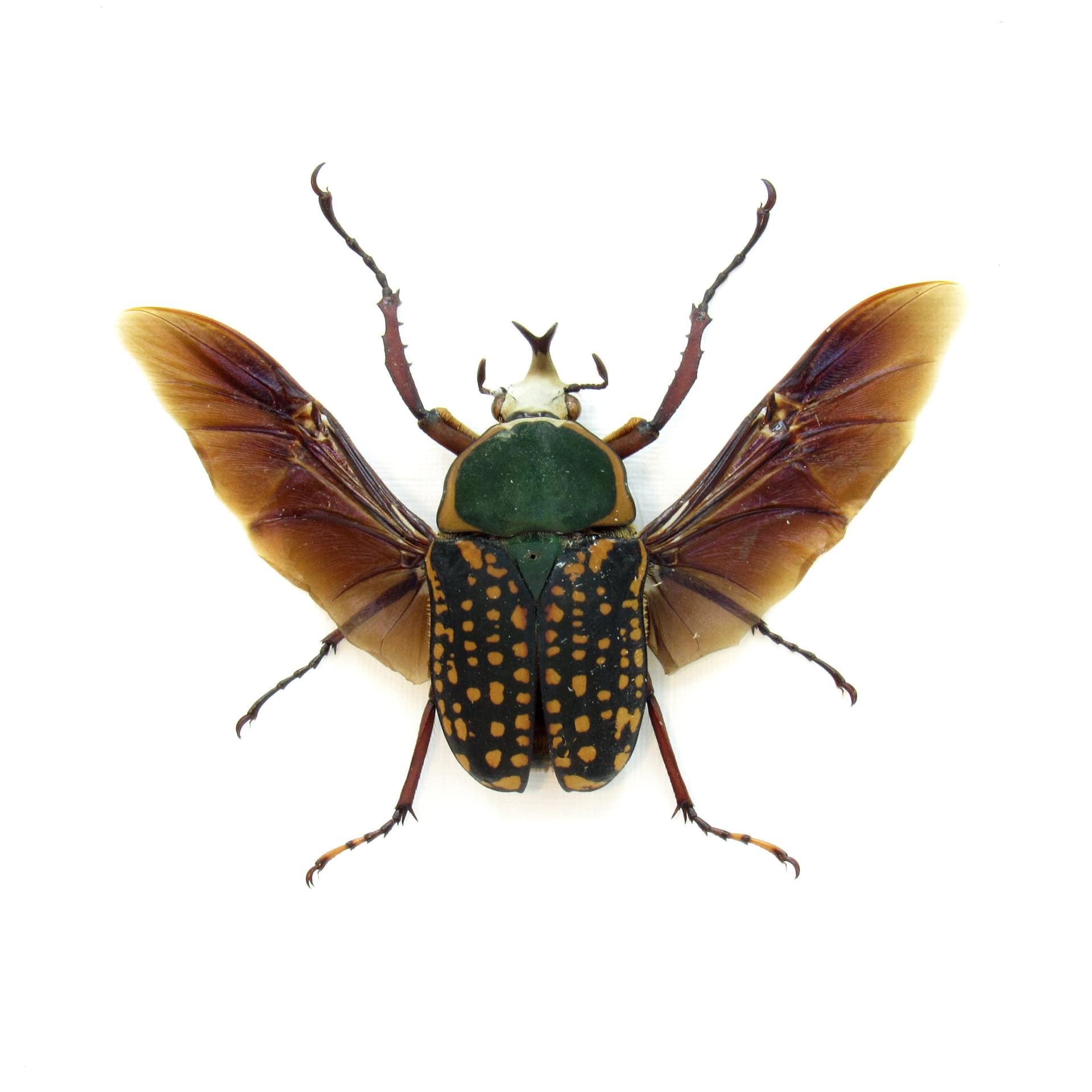 Real framed taxidermy flower beetle taxidermy - Megalorrhina harrisi peregrina - short horn