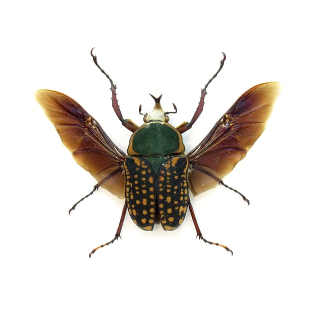 Real framed taxidermy flower beetle taxidermy - Megalorrhina harrisi peregrina - short horn