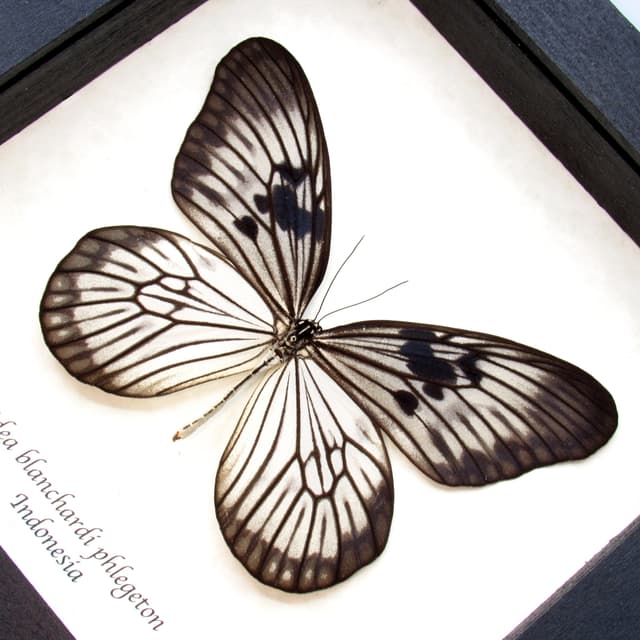 Real large white Tree Nymph butterfly framed taxidermy - Idea blanchardi phlegethon