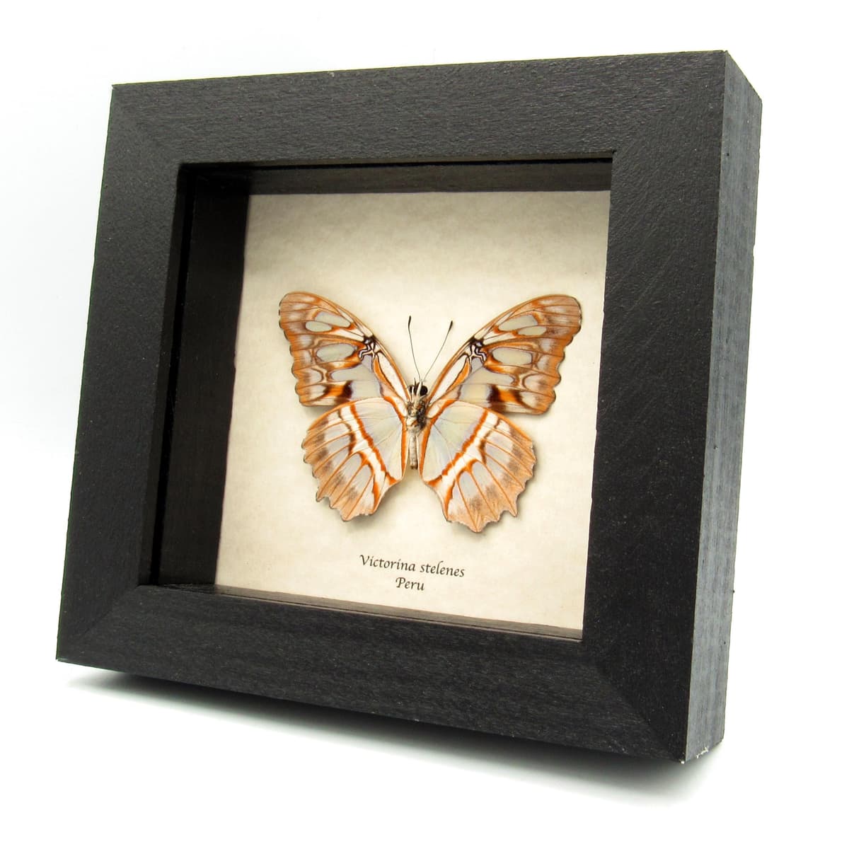 Real gold Malachite butterfly framed taxidermy - Victorina stelenes - light form