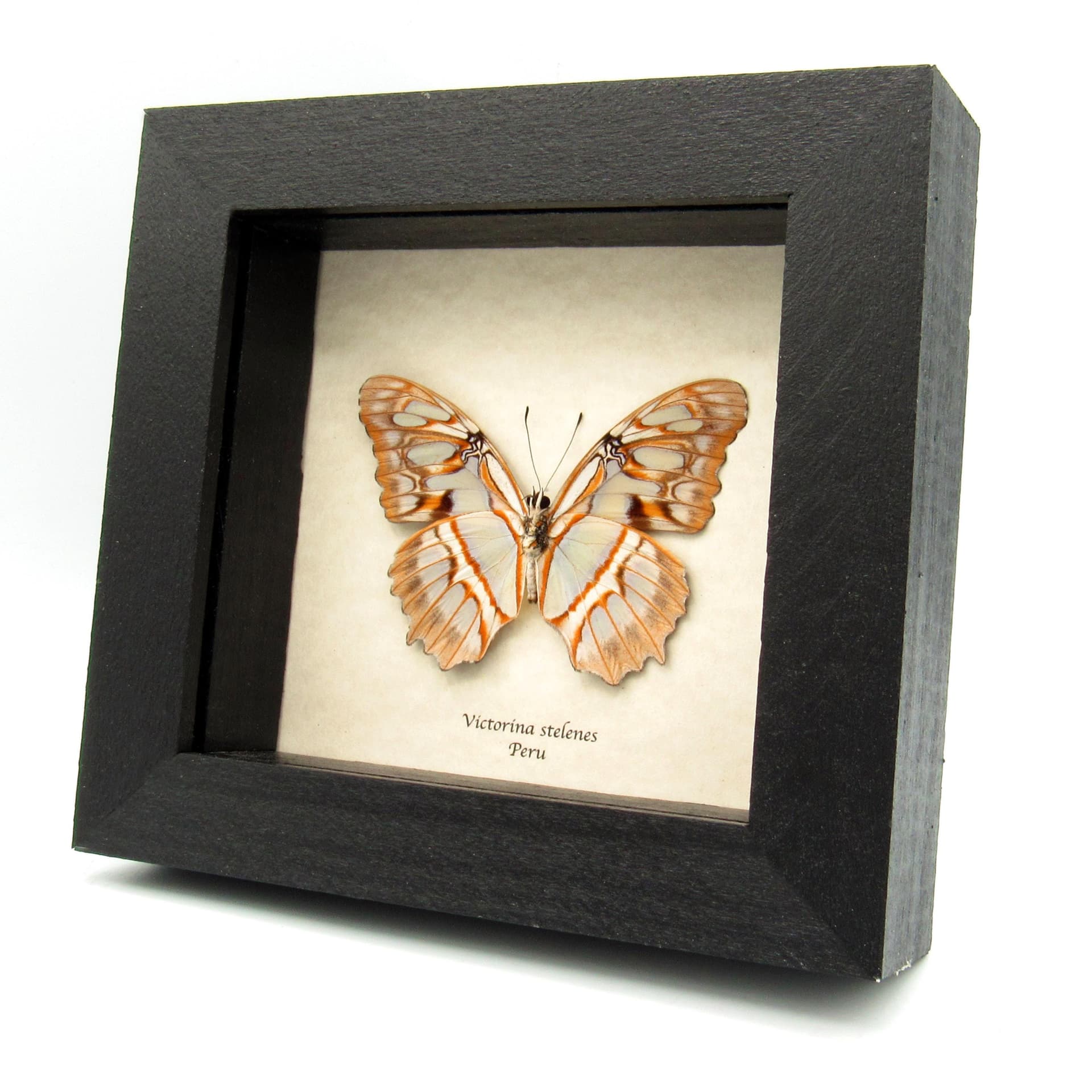 Real gold Malachite butterfly framed taxidermy - Victorina stelenes - light form