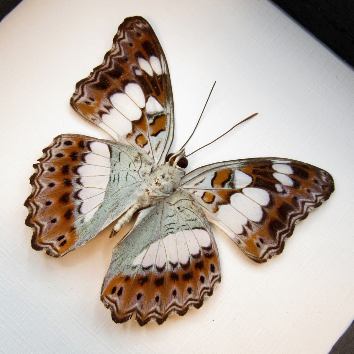 Real lavender butterfly framed taxidermy - Moduza procris