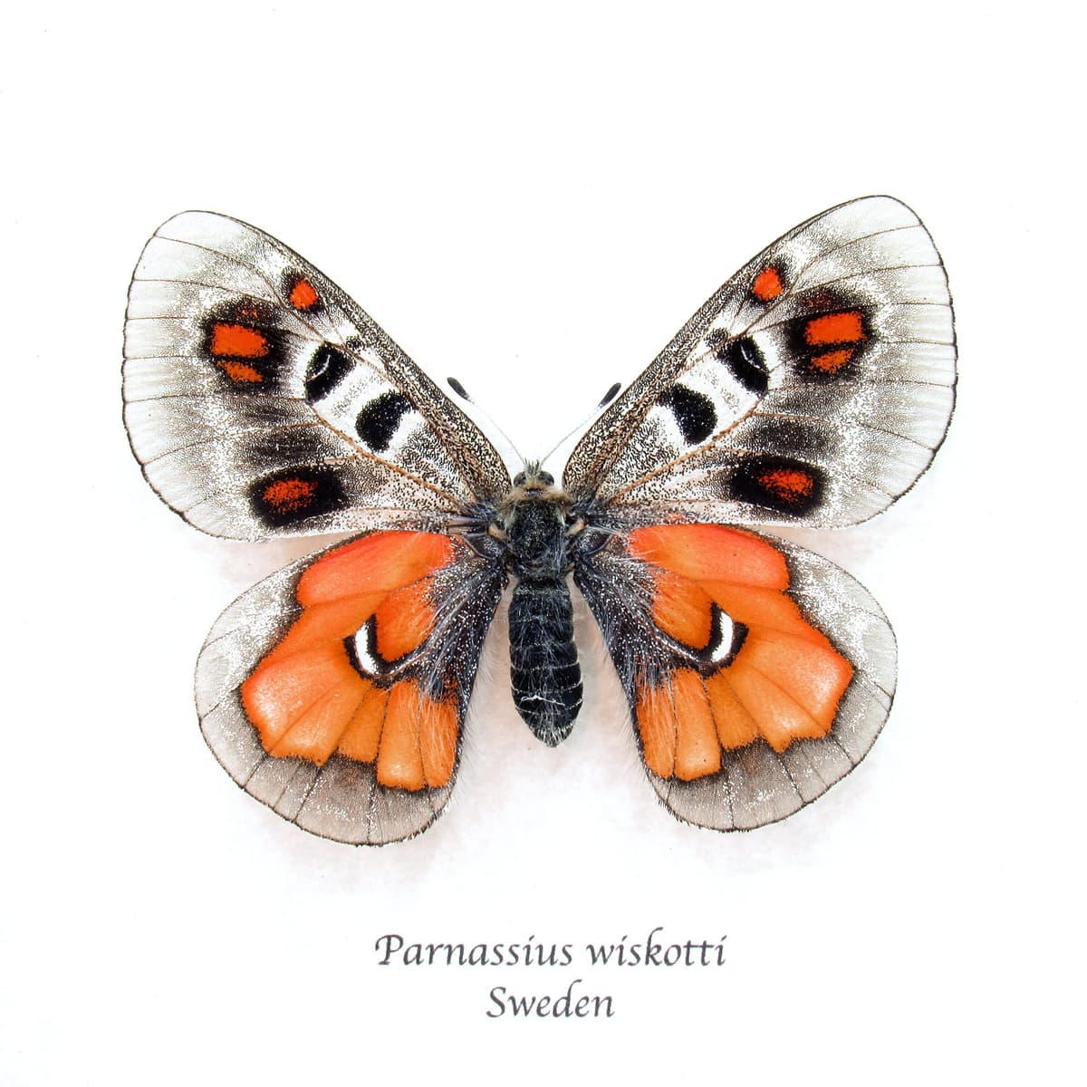 Very rare Hybrid Snow Apollo butterfly framed taxidermy - Parnassius wiskotti - large female