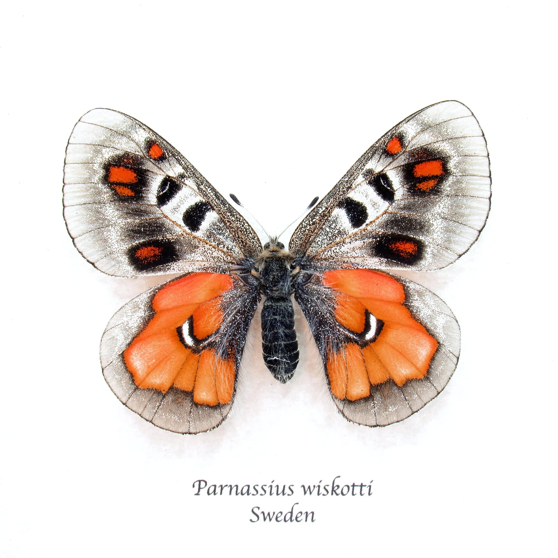Very rare Hybrid Snow Apollo butterfly framed taxidermy - Parnassius wiskotti - large female