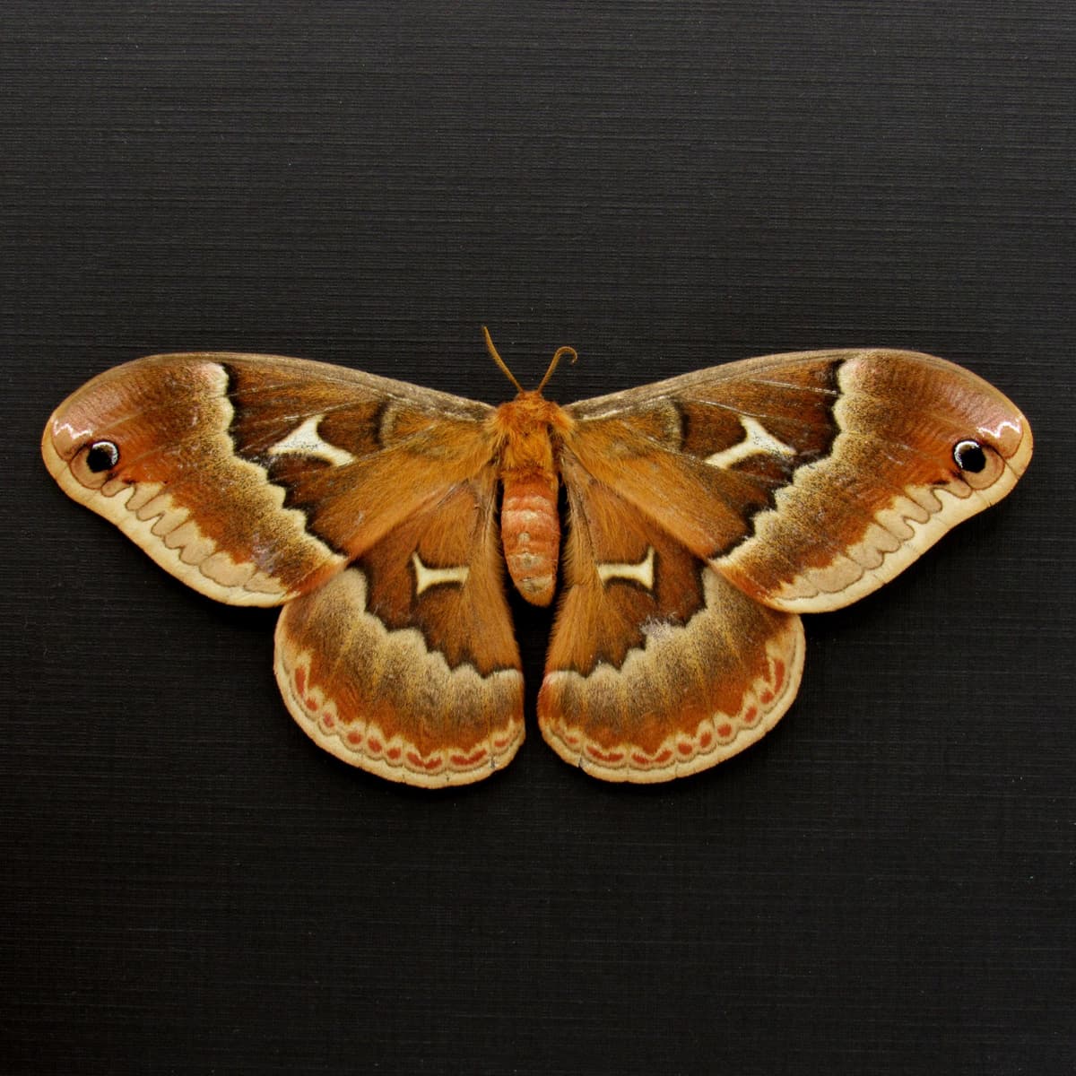 Real female Promethea moth framed taxidermy - Callosamia promethea - Victorian mount