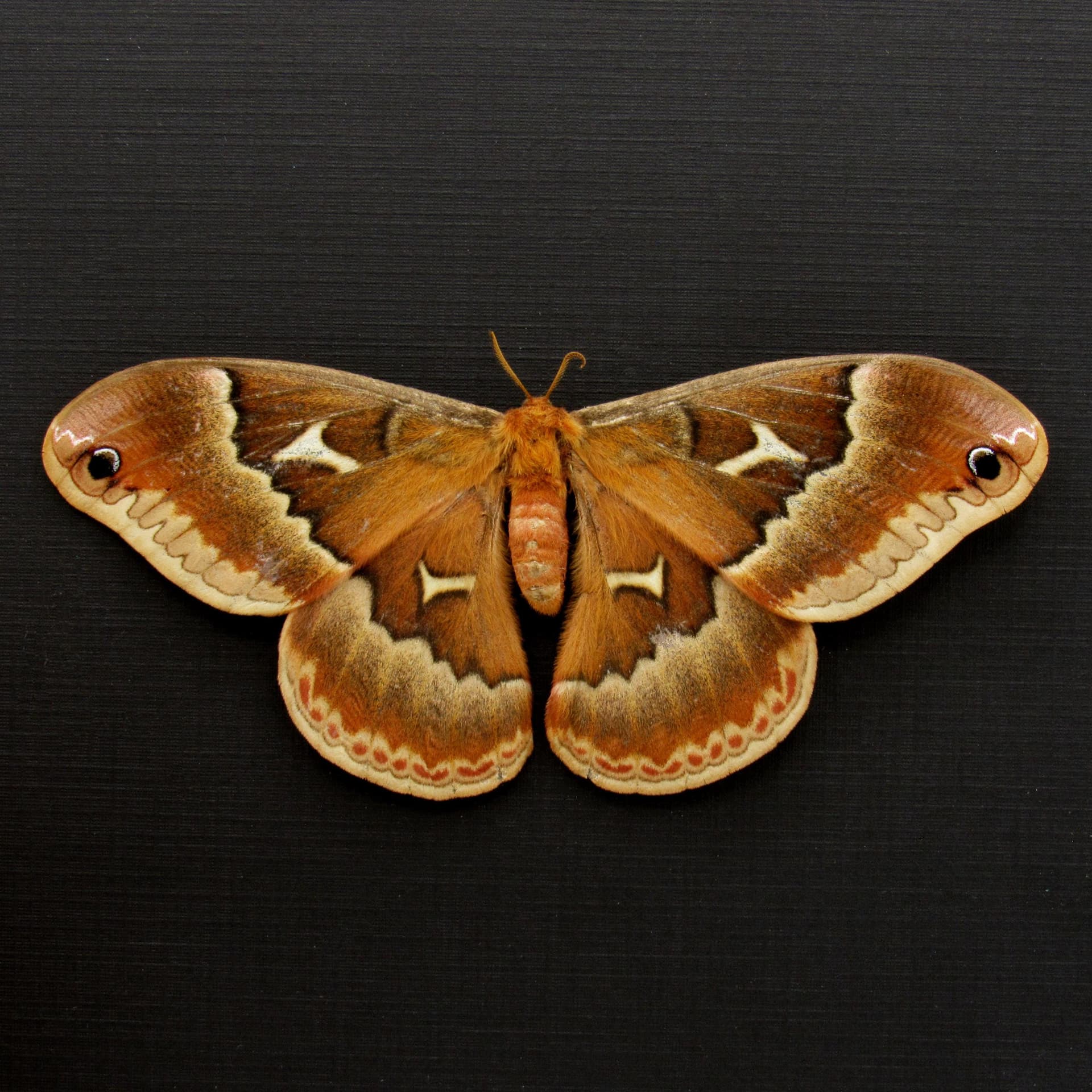 Real female Promethea moth framed taxidermy - Callosamia promethea - Victorian mount