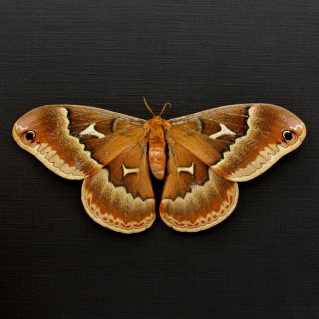 Real female Promethea moth framed taxidermy - Callosamia promethea - Victorian mount