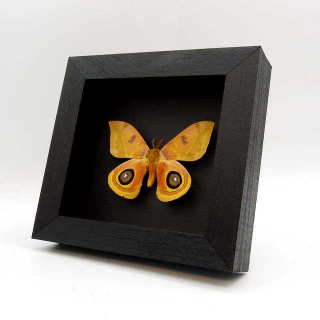 Real Saturn moth framed taxidermy - Automeris tridens