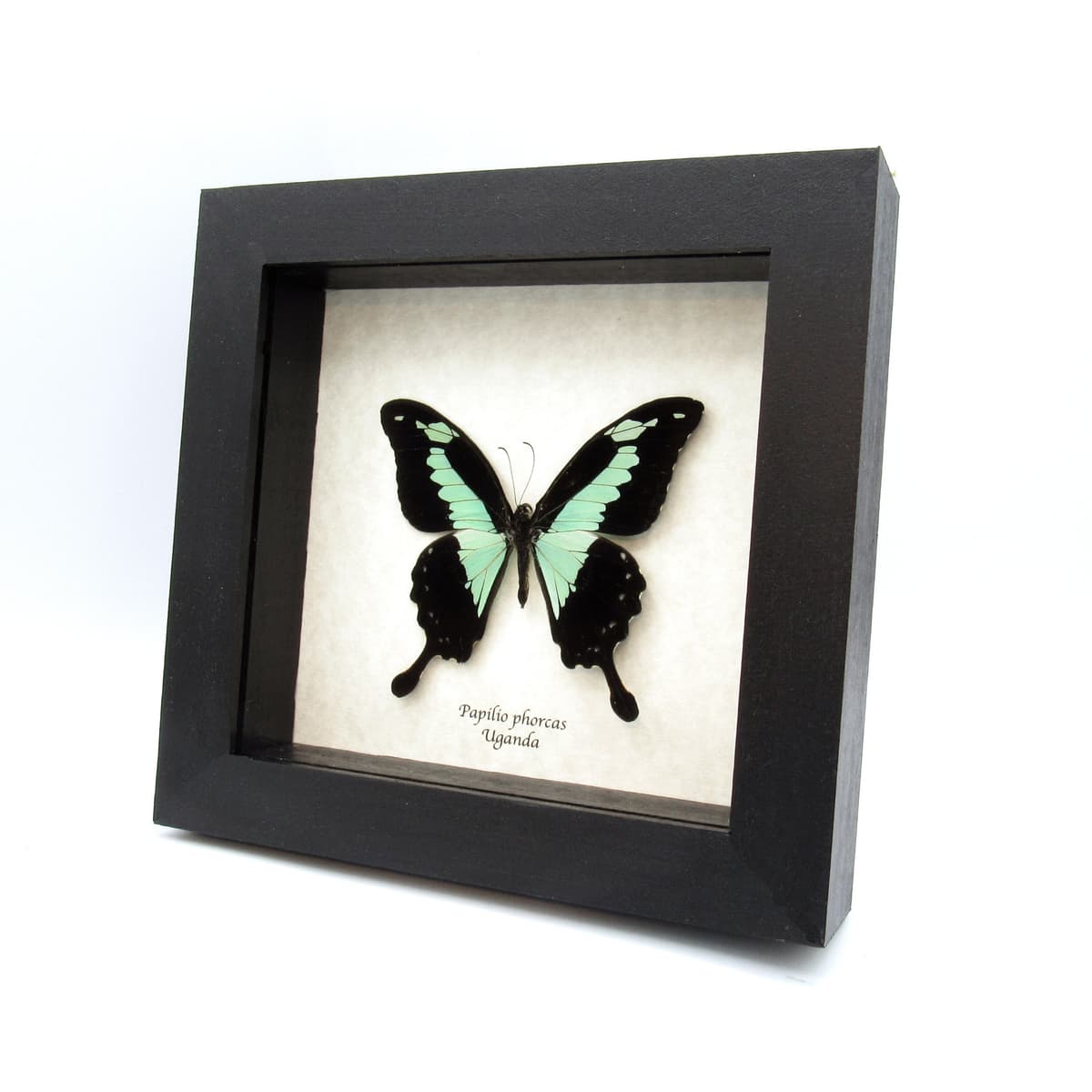 Real seafoam green butterfly framed taxidermy - Papilio phorcas