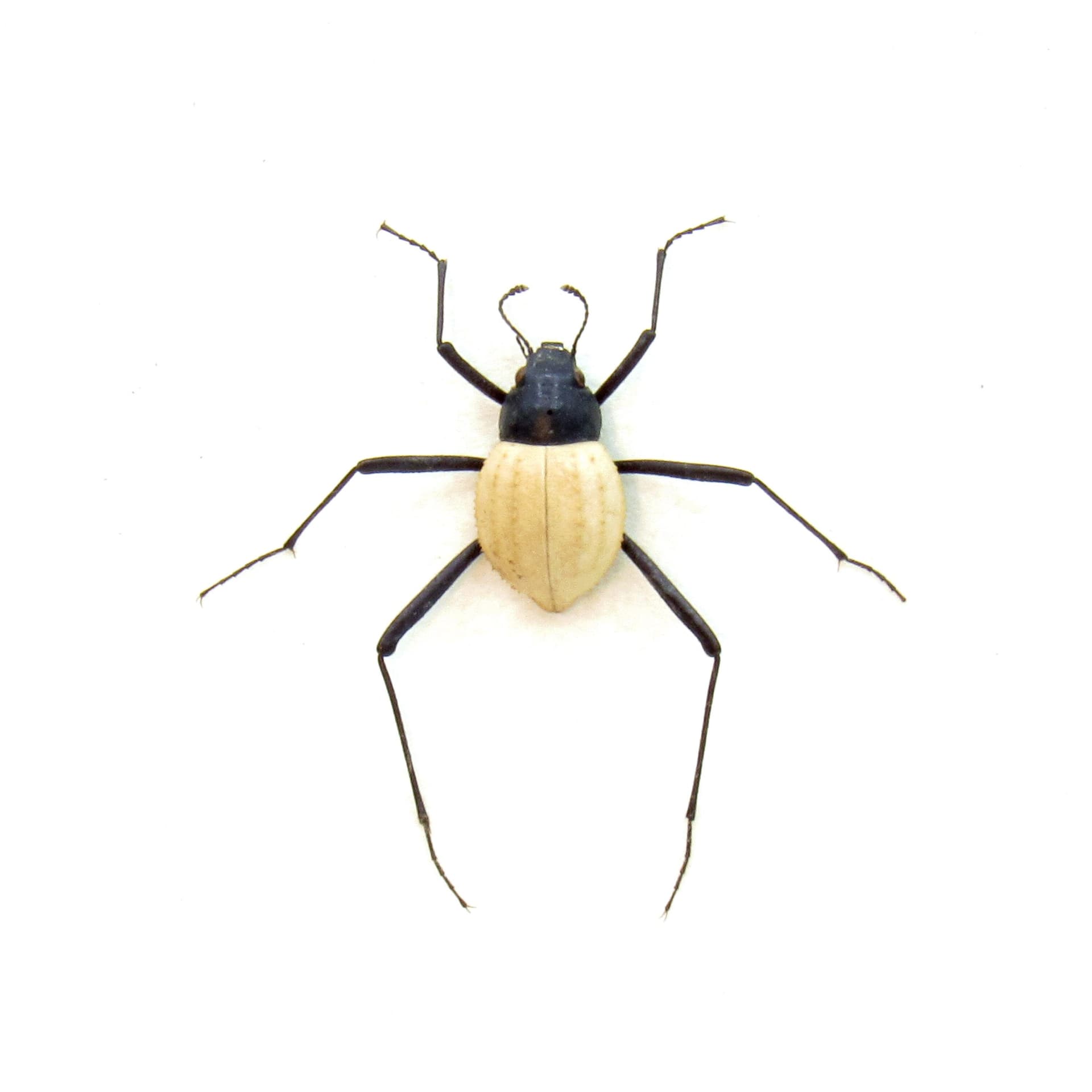 Very rare Fog Drinker Darkling Beetle framed taxidermy - Stenocara eburnea