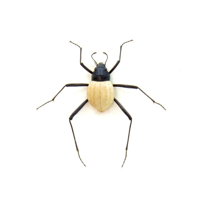 Very rare Fog Drinker Darkling Beetle framed taxidermy - Stenocara eburnea