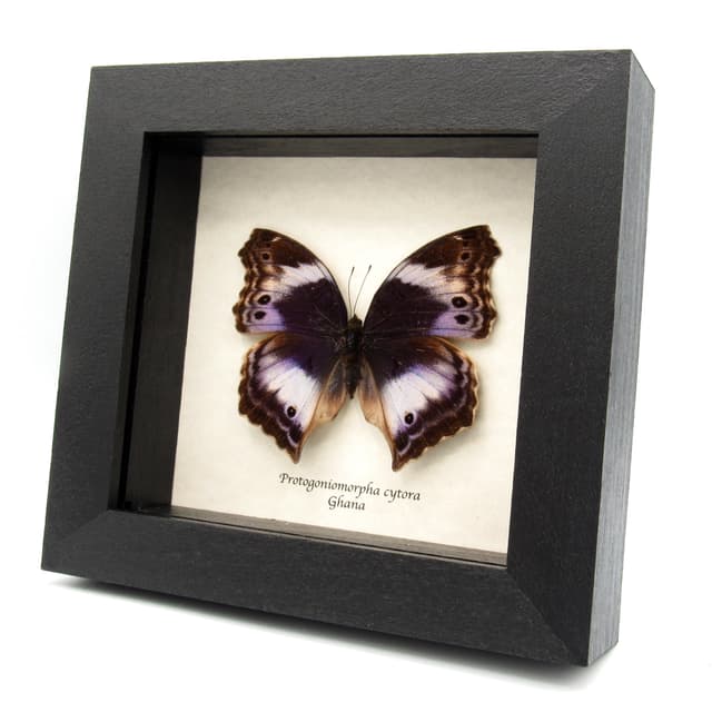 Very rare Western Blue Beauty butterfly framed taxiermy - Protogoniomorpha cytora - female