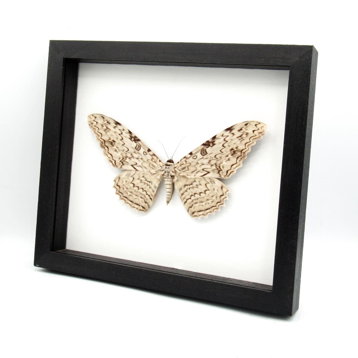 Real Giant White Witch moth framed taxidermy - Thysania agrippina - 8.35" wingspan