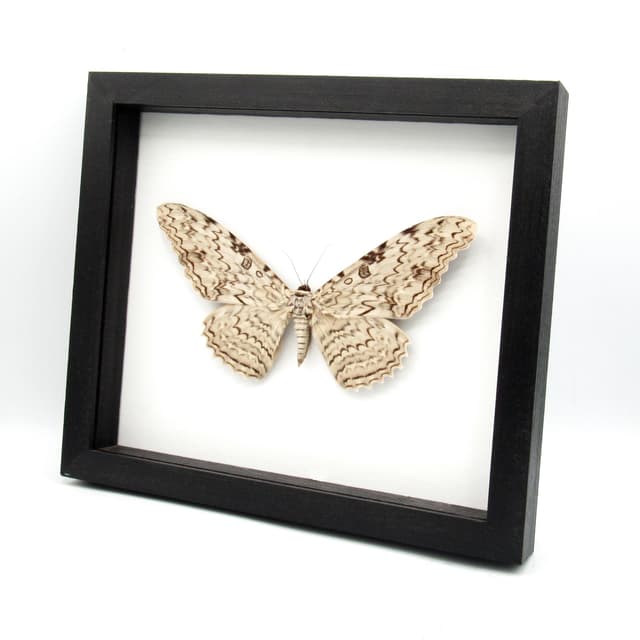 Real Giant White Witch moth framed taxidermy - Thysania agrippina - 8.35" wingspan