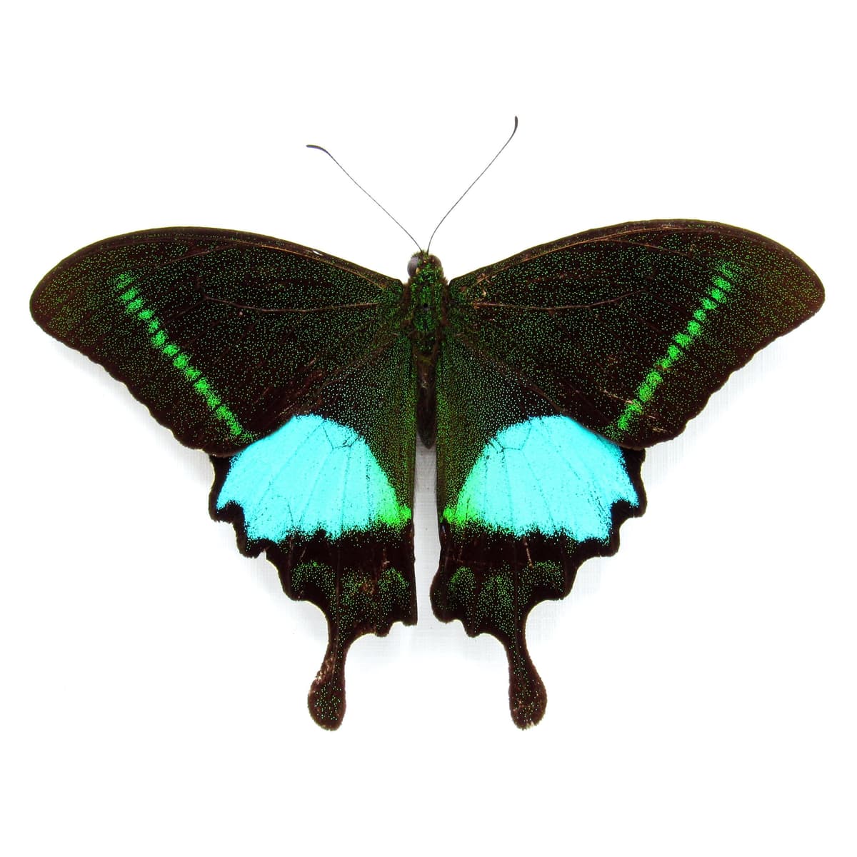 Real Paris Peacock butterfly framed taxidermy - Papilio paris - Victorian mount