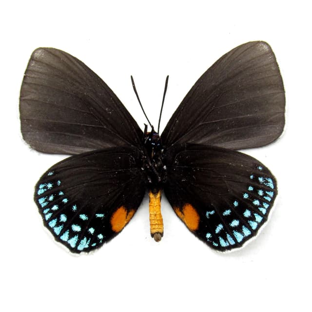Real Cycadian butterfly framed taxidermy - Eumaeus minyas