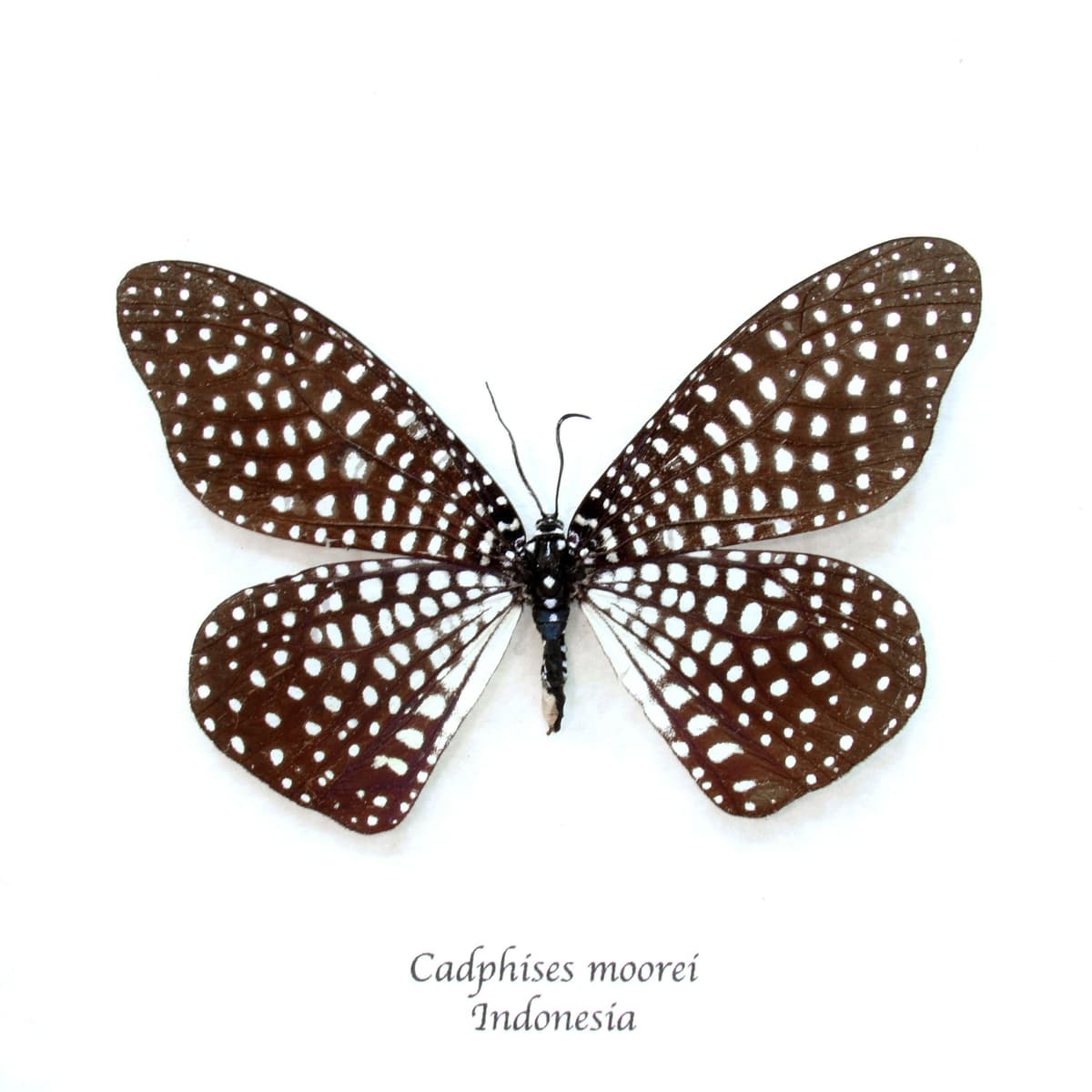 Rare Day Flying moth framed taxidermy - Cadphises moorei - large female