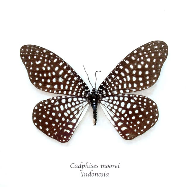Rare Day Flying moth framed taxidermy - Cadphises moorei - large female