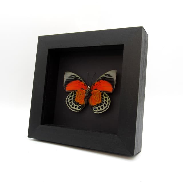 Stunning real hybrid Agrias butterfly framed taxidermy - Agrias claudina sardanapalus x Agrias beata - female