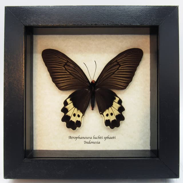 Real butterfly framed taxidermy - Atrophaneura luchti sphaeti - female