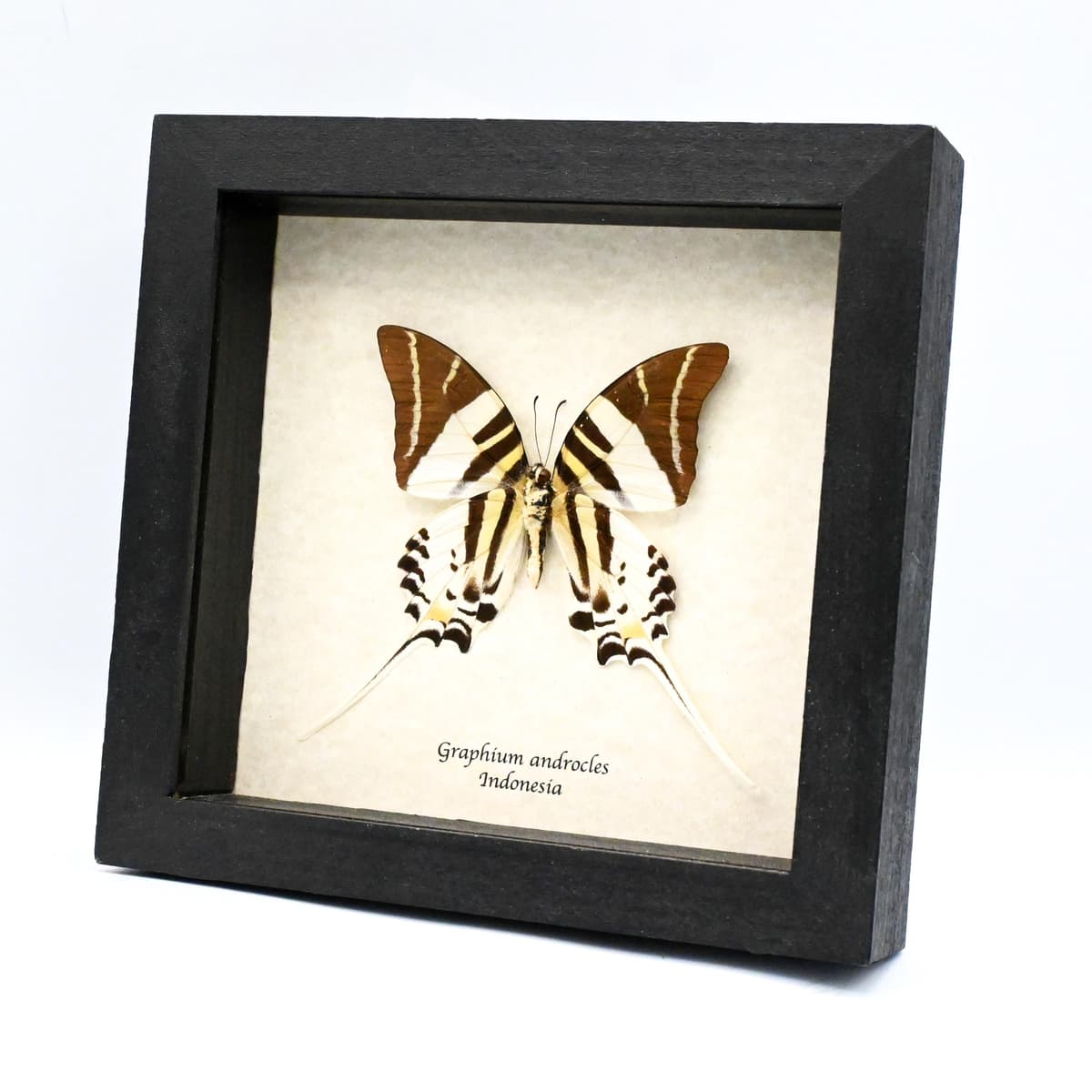 Real Giant Swordtail butterfly framed taxidermy - Graphium androcles