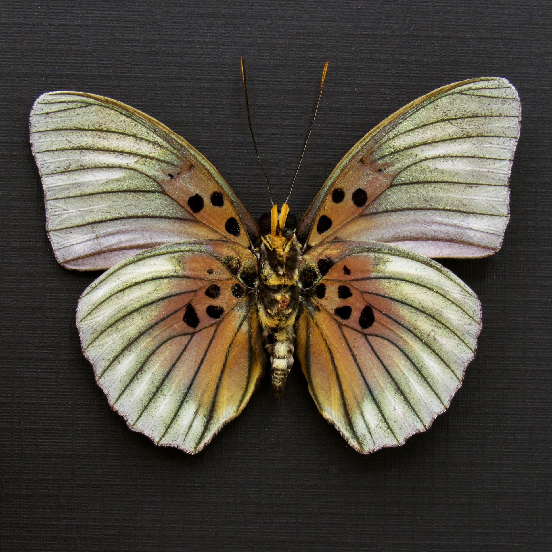 Real Forester butterfly framed taxidermy - Euphaedra edwardsii