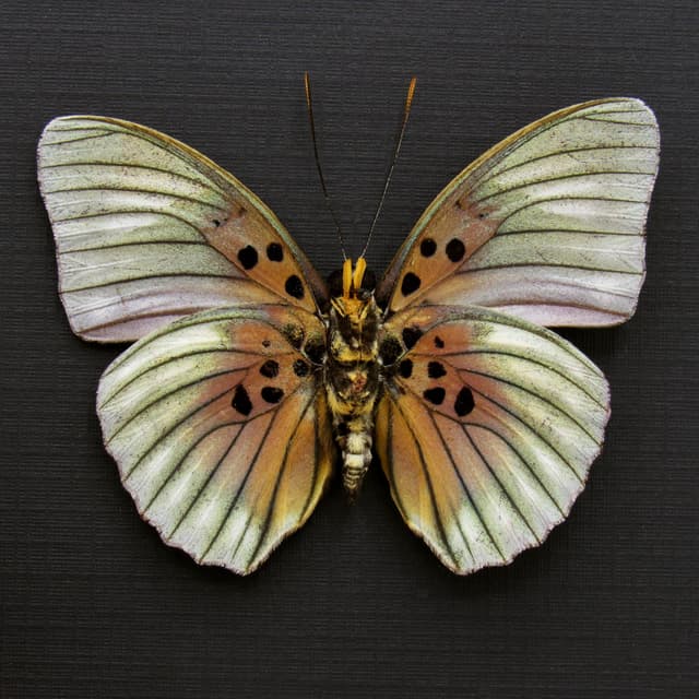 Real Forester butterfly framed taxidermy - Euphaedra edwardsii