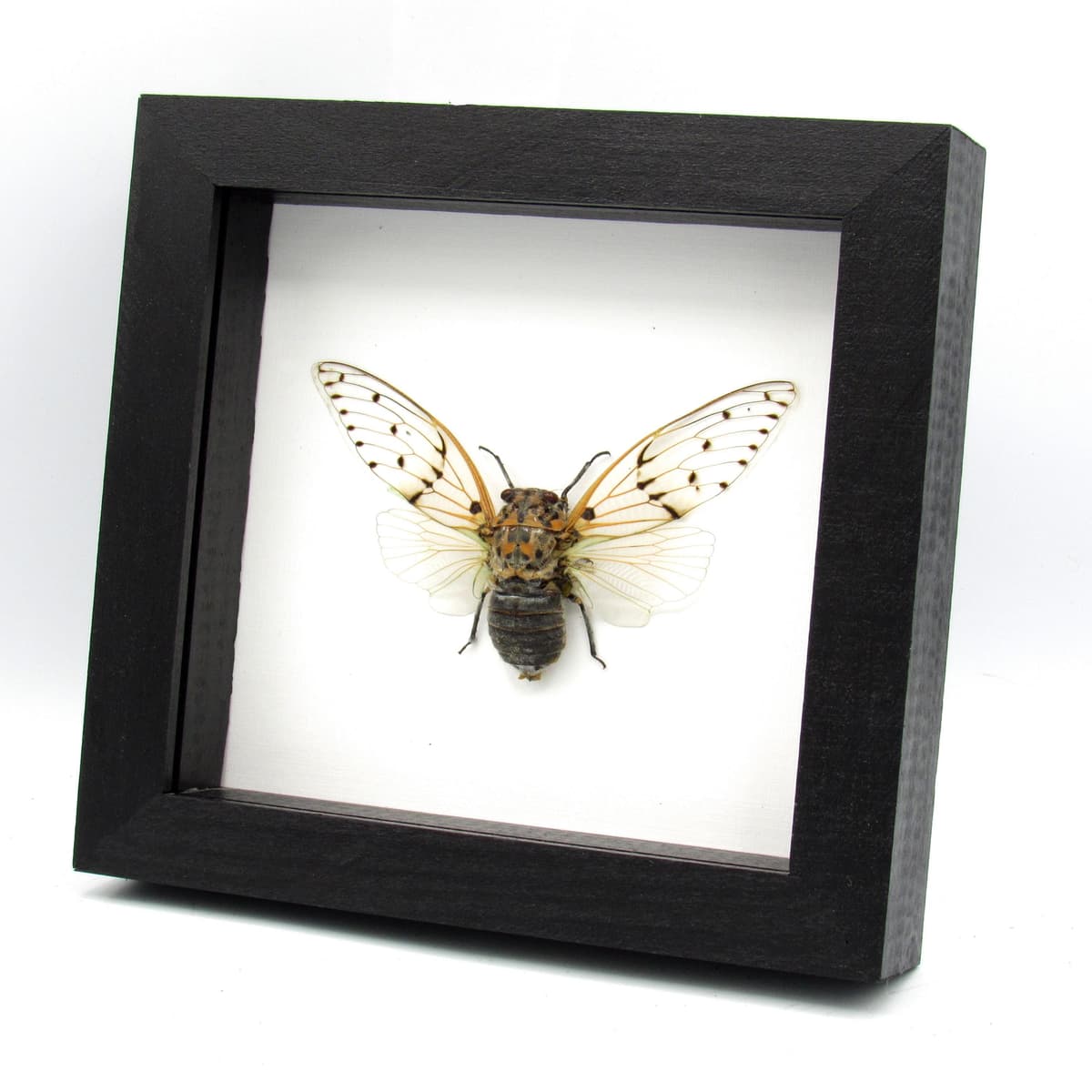 Real Ghost Cicada framed taxidermy - Ayuthia spectabile