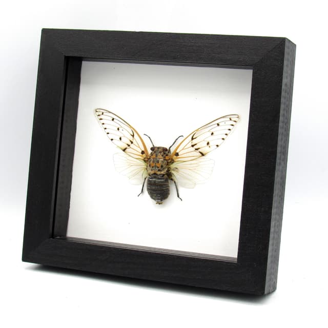 Real Ghost Cicada framed taxidermy - Ayuthia spectabile
