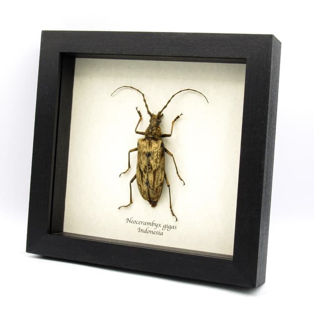 Real Giant Velvet Longhorn beetle framed taxidermy - neocerambyx gigas - female