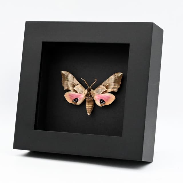 Real pink One Eyed Sphinx moth framed taxidermy - Smerinthus cerisyi - female