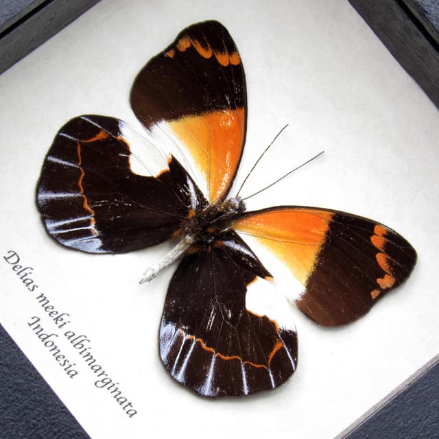 Real orange Delias butterfly framed taxidermy - Delias meeki albimarginata