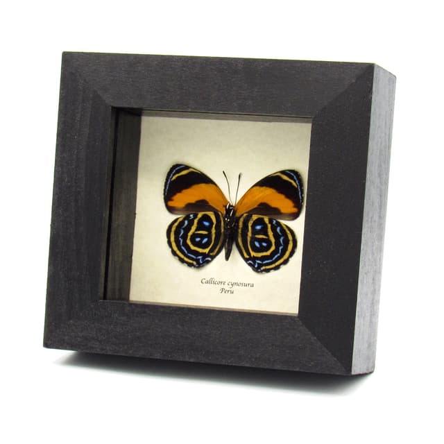 Real Cynosura eighty-eight butterfly framed taxidermy - Callicore cynosura
