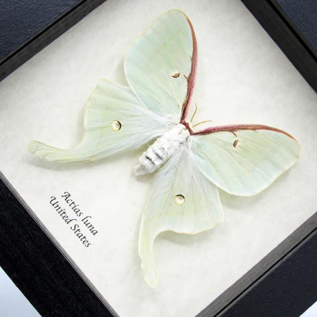 Real large Luna Moon moth framed taxidermy - Actias luna - female